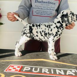 Female 1 - White and black female Dalmatian puppy in Fayette, Missouri from Lazy B Bassets and Dalmatians
