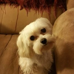 Maltese from Terri's Maltese