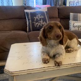 Morty - Dachshund