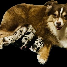 Toy Australian Shepherd puppies from Little Wood Toy and Mini Aussies