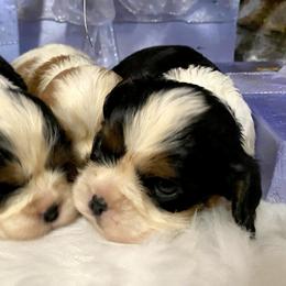 Cavalier King Charles Spaniel Puppies from Sunset Valley Cavaliers
