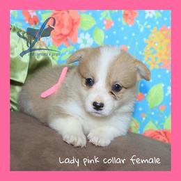 Pink Female - Red female Pembroke Welsh Corgi puppy in Wayne City, Illinois from Lash Livestock & Corgis