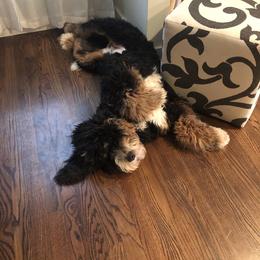 Bernedoodle All Grown Up from Backwoods Bernedoodles
