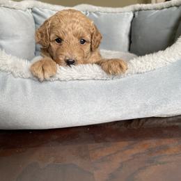 Pekingese and Poodle Puppies from Dogs lovers