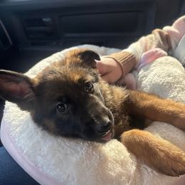 German Shepherd and Miniature Australian Shepherd Puppies from Haus Bossard German Shepherds
