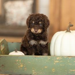 Meadow - Brown female Bernedoodle puppy in Austin, Texas from Doodles of Central Texas