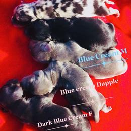 Dachshund Puppies from Meldox
