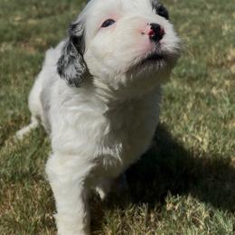 Diamond - female Australian Mountain Doodle puppy in Snook, Texas from Snook Acres Doodles