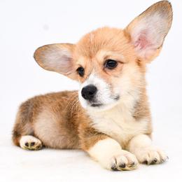 Hobbs - Sable male Pembroke Welsh Corgi puppy in San Antonio, Texas from Moxxi's Legacy Corgis