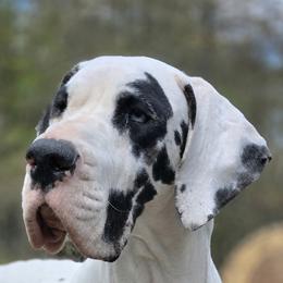 Great Dane puppies from Bluestone Valley Great Danes