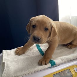 Boy 1 - Labrador Retriever puppy in Dover Plains, New York from Clearmountain Retrievers