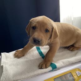 Boy 1 - Labrador Retriever puppy in Dover Plains, New York from Clearmountain Retrievers