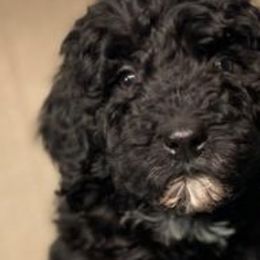 Bernedoodles from Netta's Bernedoodles