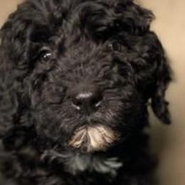 Bernedoodles from Netta's Bernedoodles