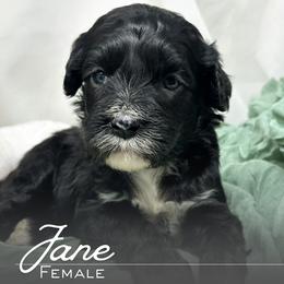 Jane - Black and white female Portuguese Water Dog puppy in Asheville, North Carolina from Top Notch Portuguese Water Dogs