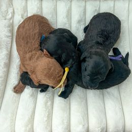 Goldendoodle Puppies from Desert Paws Doodles