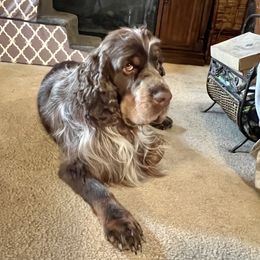 Kilo - English Springer Spaniel