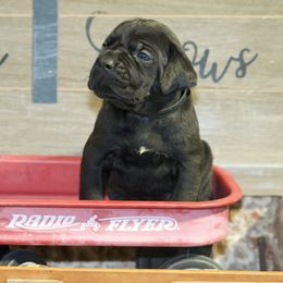 Luna - Black Cane Corso puppy in Lakewood, Colorado from Rosso Räk Kennels