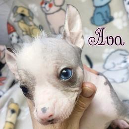 Chihuahua and Chinese Crested Puppies from Western Kentucky Chihuahua’s and Chinese Crested’s