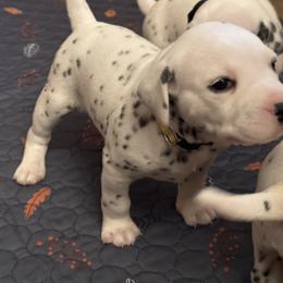 Audrey / Girl 3 (yellow collar) - Dalmatian puppy from Nancy's Dalmatians