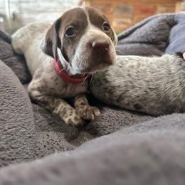Red Girl - Liver and white female German Shorthaired Pointer puppy in Dearborn, Missouri from Hardwood Kennels