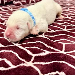 Light blue collar - Red male Cane Corso puppy in Snellville, Georgia from A Really Good Kennel