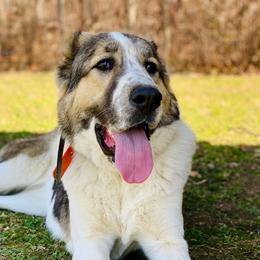 Demi - Central Asian Shepherd Dog