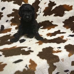 White collar boy - Black Poodle puppy in Santa Fe, Texas from Greatest Hits Standard Poodles