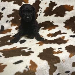 White collar boy - Black Poodle puppy in Santa Fe, Texas from Greatest Hits Standard Poodles
