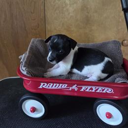 Girl 2 - Black and white female Teddy Roosevelt Terrier puppy in Bloomington, Illinois from Kim's Teddy Roosevelt Terriers