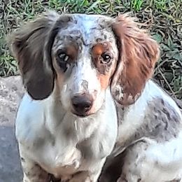 Bubbles  - Dachshund