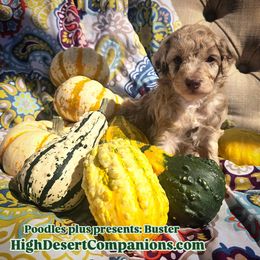Aussiedoodle, Poodle, and Toy Australian Shepherd Puppies from High Desert Companions