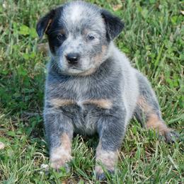 Henry Knox - Blue mottled male Australian Cattle Dog puppy in Buffalo Valley, Tennessee from Buffalo Valley Breeders