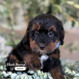 Hash brown - Phantom male Bernedoodle puppy in Temecula, California from Brookside Bernedoodles