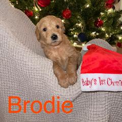 Brodie - Labradoodle puppy in Warfordsburg, Pennsylvania from Black Oak Forrest Doodles