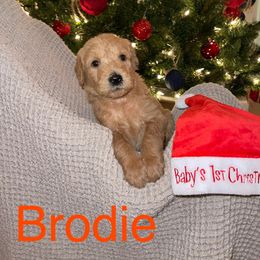 Brodie - Labradoodle puppy in Warfordsburg, Pennsylvania from Black Oak Forrest Doodles