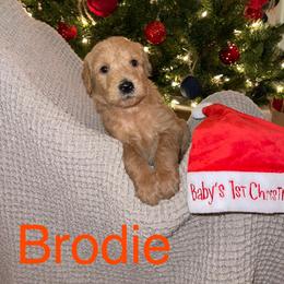Brodie - Labradoodle puppy in Warfordsburg, Pennsylvania from Black Oak Forrest Doodles