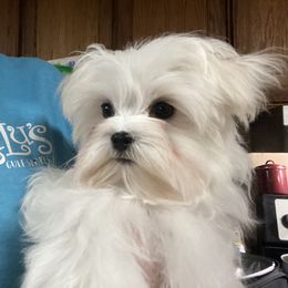 Maltese Puppies from Euphoria Maltese