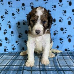 Finn - Tri-color male Bernedoodle puppy in Battle Creek, Michigan from T-Rose’s Bernedoodle & Pomsky Puppies