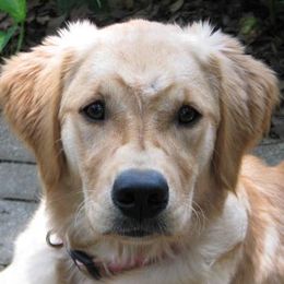 Golden Retrievers from SyNRG's