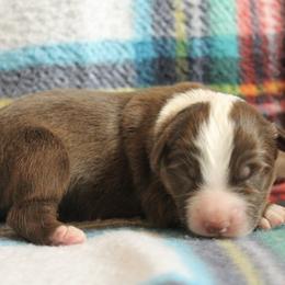 Cupid - Red tri male Miniature Australian Shepherd puppy in Kissee Mills, Missouri from Clinkenbeard Kennel