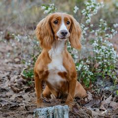 English Cocker Spaniel and Pointer All Grown Up from Foxrun Gundogs