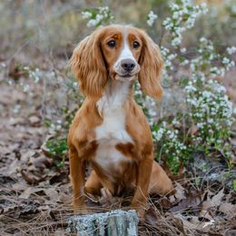 English Cocker Spaniel and Pointer All Grown Up from Foxrun Gundogs