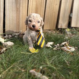 Lil Slugger - Cream male Goldendoodle puppy in Camden, North Carolina from Oopsie Doodles of NC