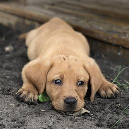Dilute Retrievers and Labrador Retrievers from Loblockee Creek Labs of Auburn
