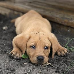 Dilute Retrievers and Labrador Retrievers from Loblockee Creek Labs of Auburn