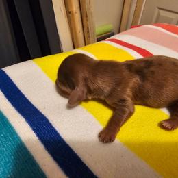 Hershey - Chocolate female Dachshund puppy in Strong, Arkansas from Dachshunds R Us