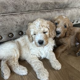 Goldendoodle Puppies from Hilltop Goldendoodles