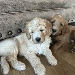 Goldendoodle Puppies from Hilltop Goldendoodles