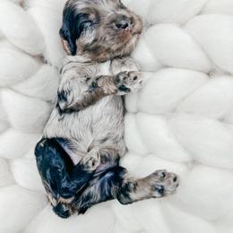 Boy 3 - Merle male Cockapoo puppy in Otisville, Michigan from Danie’s Darling Doodles LLC